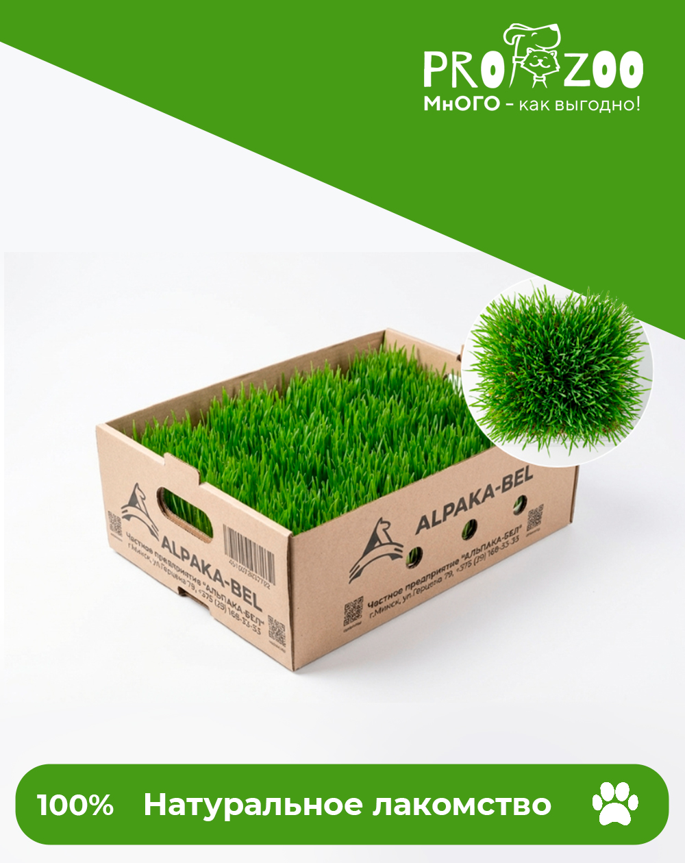 Травка КОТУ для питомцев, зерно пророщенно (12шт) Травка КОТУ для питомцев, зерно пророщенно (12шт)